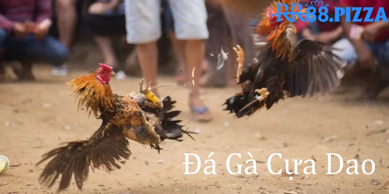 đá gà cựa dao