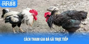 Cách Tham Gia Đá Gà Trực Tiếp RR88 Dành Cho Người Mới