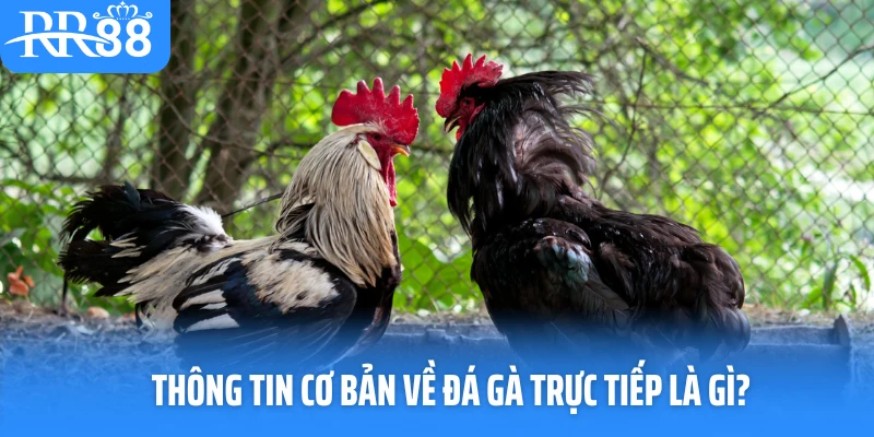 Thông tin cơ bản về đá gà trực tiếp là gì?